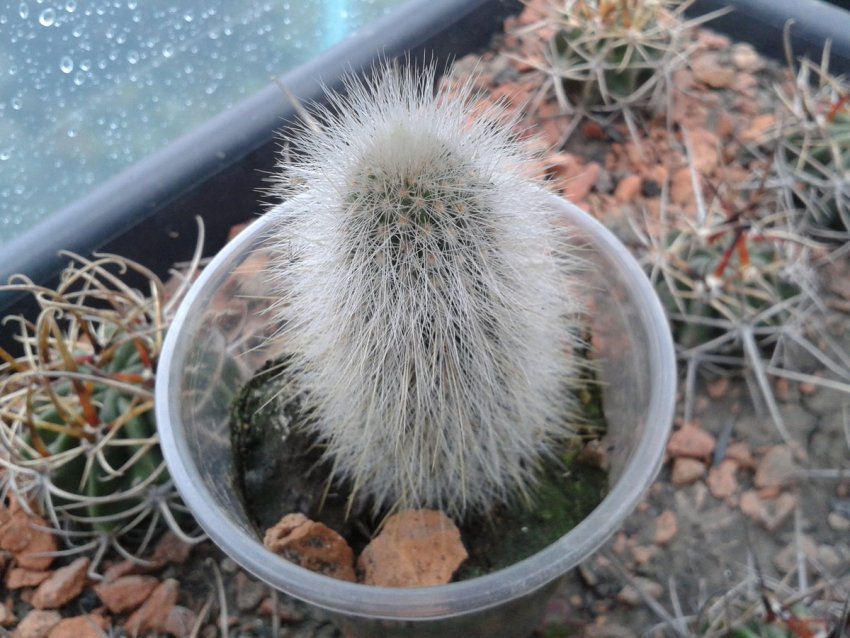 Клейстокактус