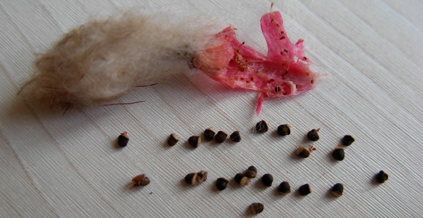 Насіння клейстокактуса