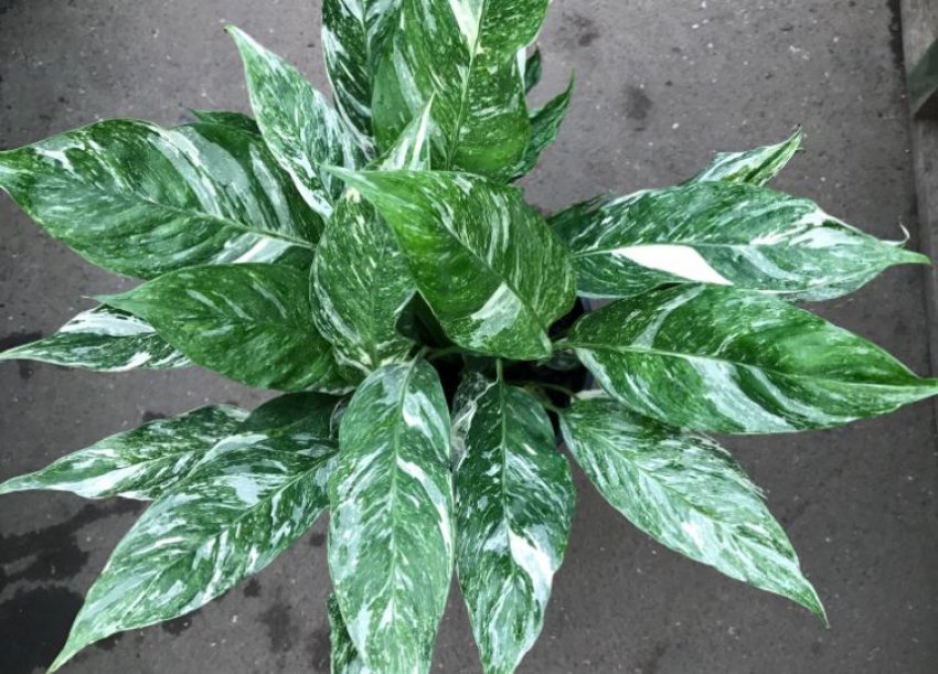 Умови для вирощування в будинку спатифиллума