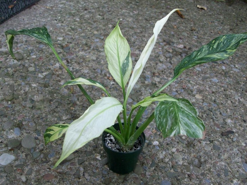 Пересадка спатифиллума доміно