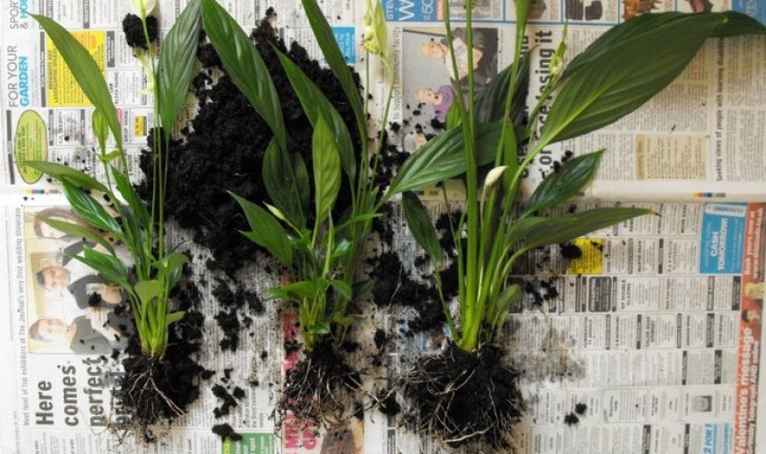 Розмноження поділом куща Розмноження поділом куща