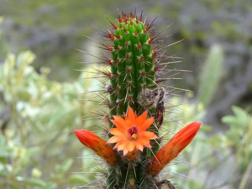 Клейстокактус