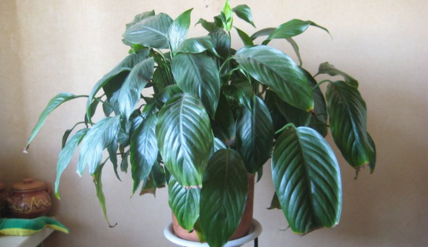 Спатіфіллум Сенсація Спатіфіллум Сенсація