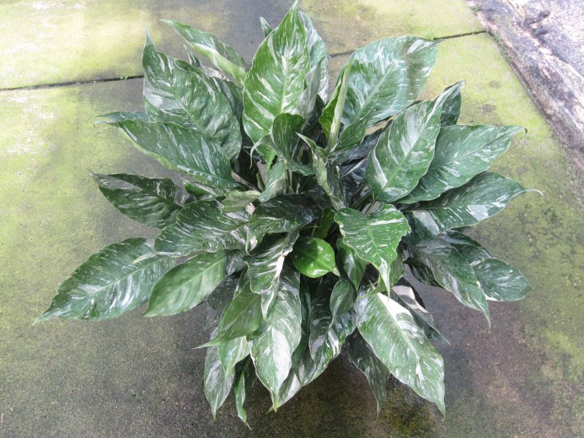 Догляд за Спатифиллумом Доміно