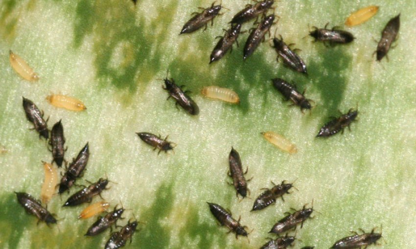 Трипси Трипси