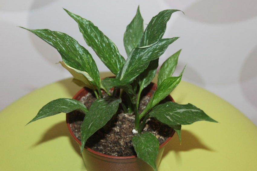 Як розмножити квітка