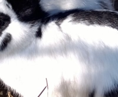 Як зробити поїлки для кроликів своїми руками