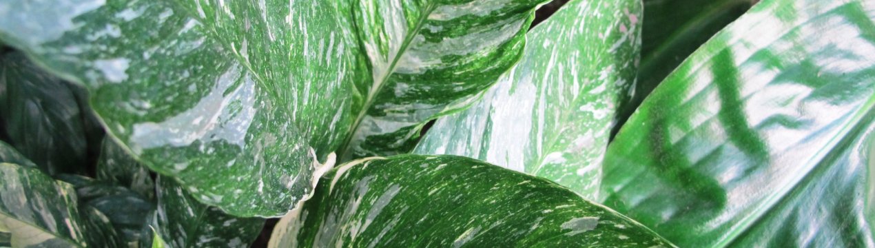 Спатіфіллум Доміно: догляд за рослиною в домашніх умовах