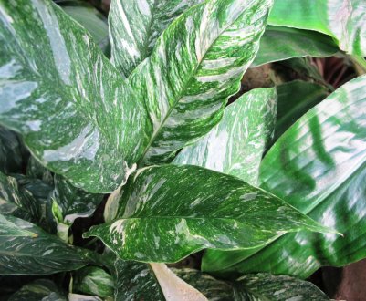 Спатіфіллум Доміно: догляд за рослиною в домашніх умовах