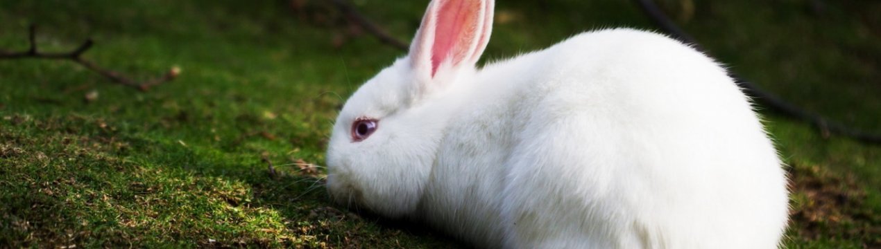 Почему у кролика красная моча: причины и лечение