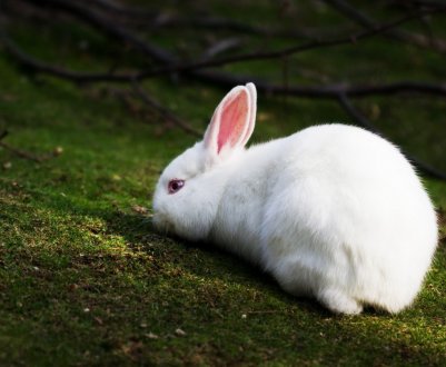 Чому у кролика червона сеча: причини та лікування