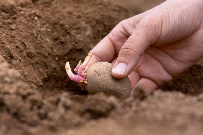 Посадка картоплі