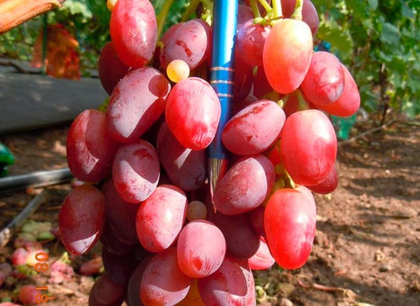 Виноград сорту Ягуар Виноград сорту Ягуар