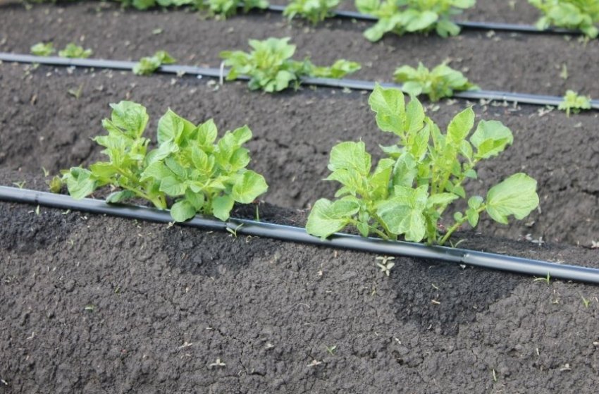 Полив картоплі