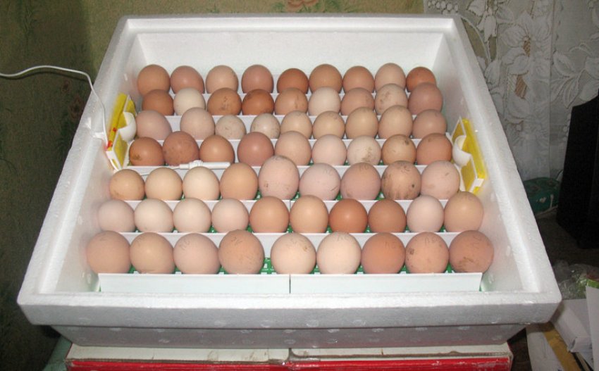 Закладка яєць Закладка яєць