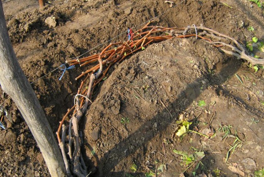 Підготовка до зимівлі винограду Підготовка до зимівлі винограду