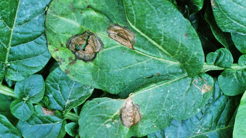 Альтернаріоз