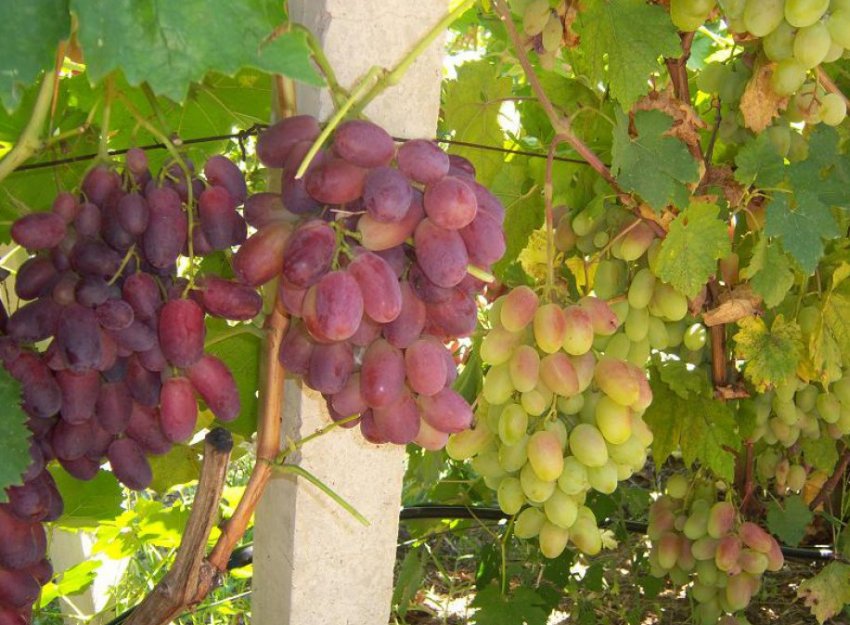 Збирання та зберігання врожаю Збирання та зберігання врожаю