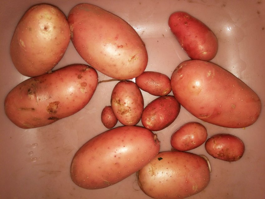 Сорт картофеля снегирь фото