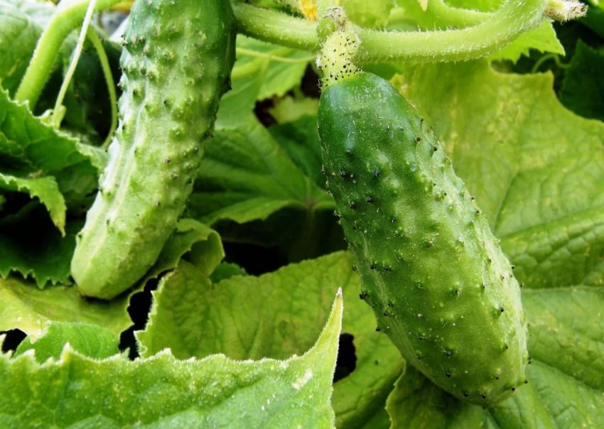 Огірки Коротун