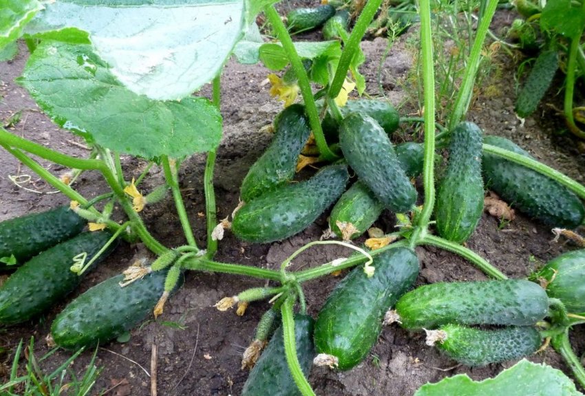 Огірки сорту Малюк F1