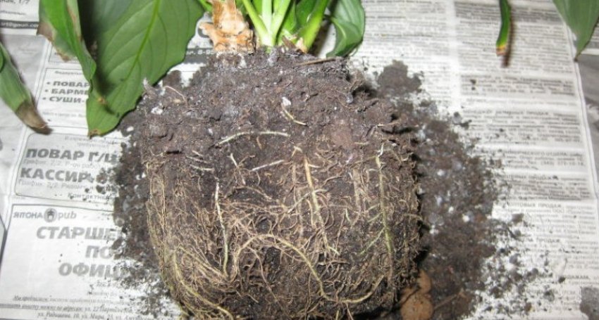 Пересадка Пересадка