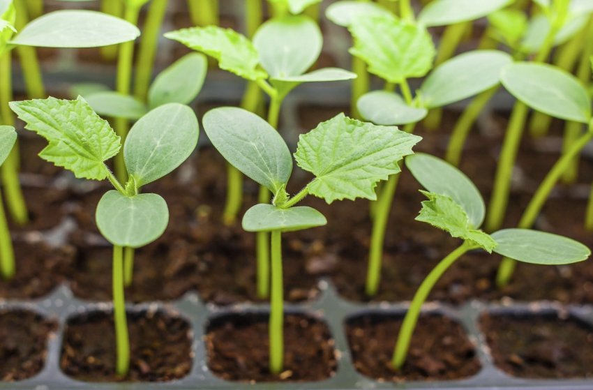 Розсада кущових огірків