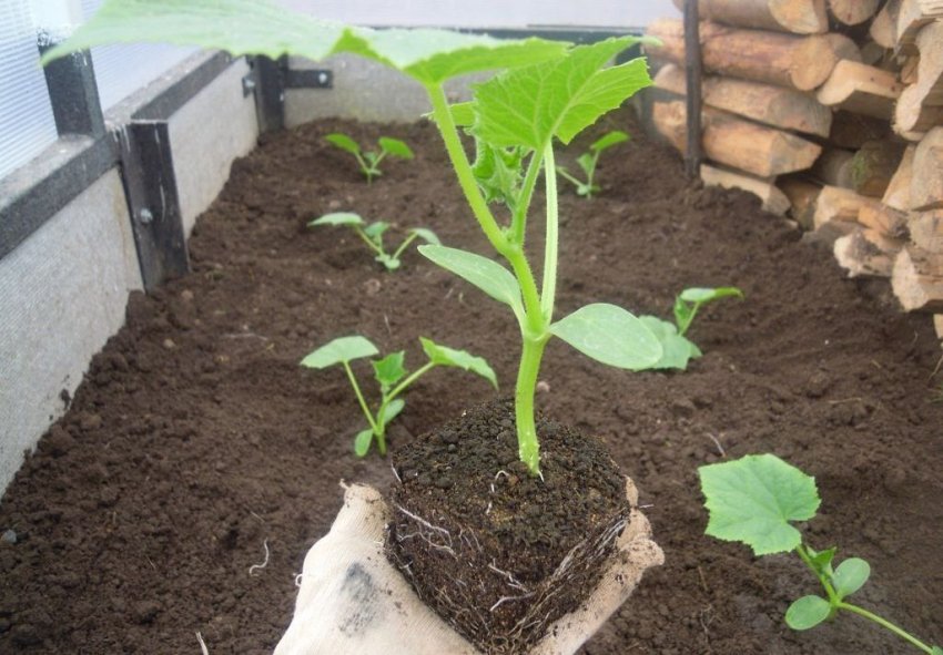 Посадка розсади кущових огірків у теплицю
