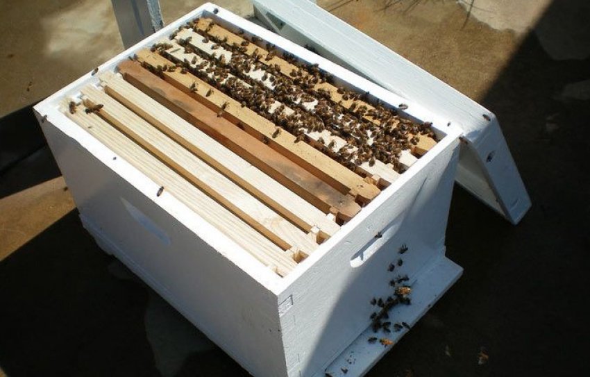 8-рамковий вулик