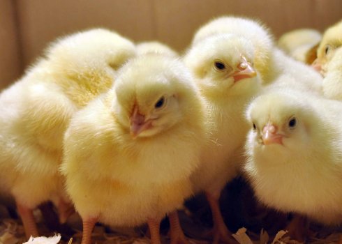 Інструкція по застосуванню препарату «Байкокс» для курчат