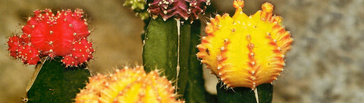 Опис кімнатного рослини гимнокаліциум Міхановіча