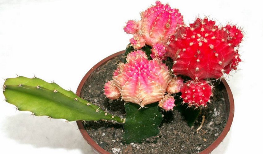 Гимнокаліциум Міхановіча