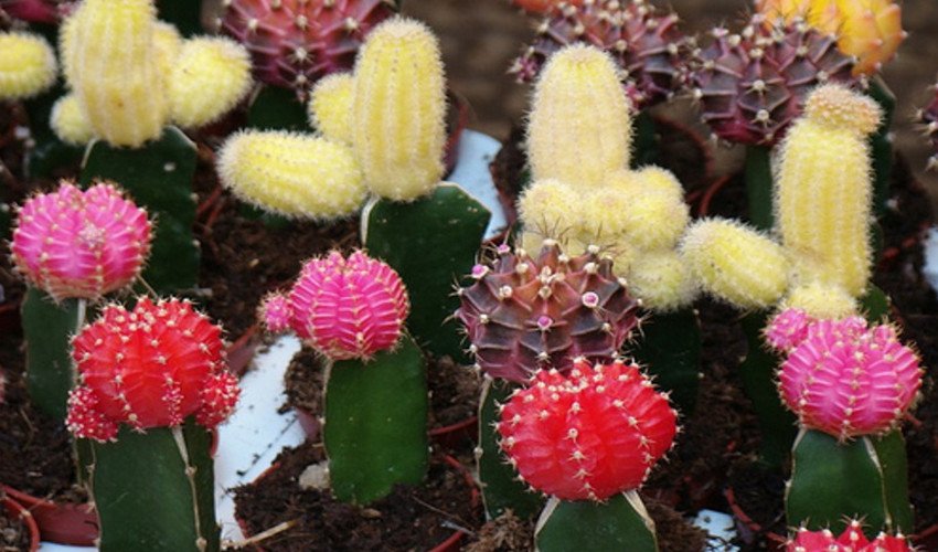 Гимнокаліциум Міхановіча