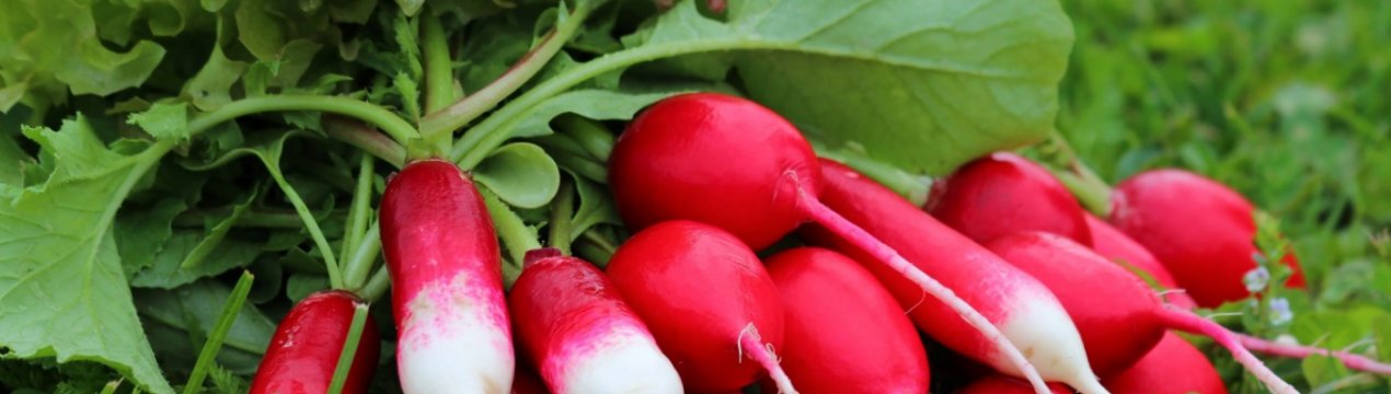 редис который можно сажать все лето. . редис который можно сажать все лето фото. редис который можно сажать все лето-. картинка редис который можно сажать все лето. картинка . У каждого, кто имеет свой участок земли обязательно выделены одна-две грядки для выращивания редиса. Он привлекает всех огородников тем, что дает урожай один из первых. Так, если посадить его в теплице в середине, или конце апреля, то первые плоды появятся примерно через месяц. А у ранних сортов так и вовсе дней через 16-18.