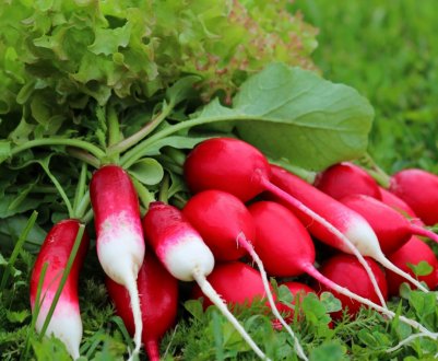 Посадка редиски влітку на другий урожай
