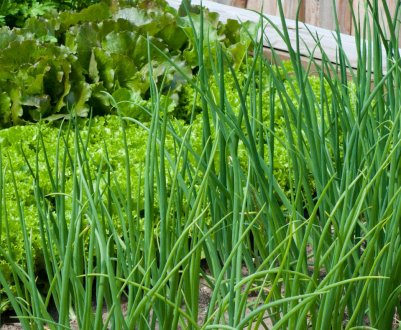 Липецьким селекціонерам подарують станцію за 250 мільйонів рублів