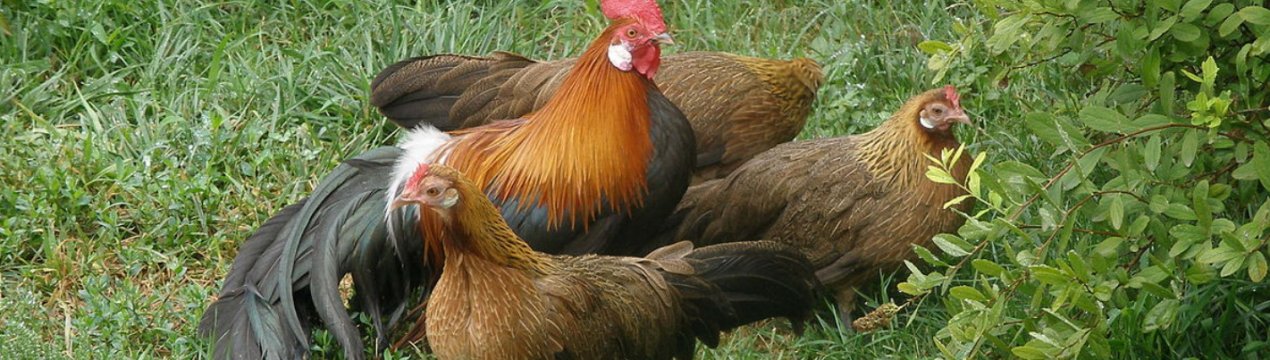 Опис і характеристика породи курей фенікс