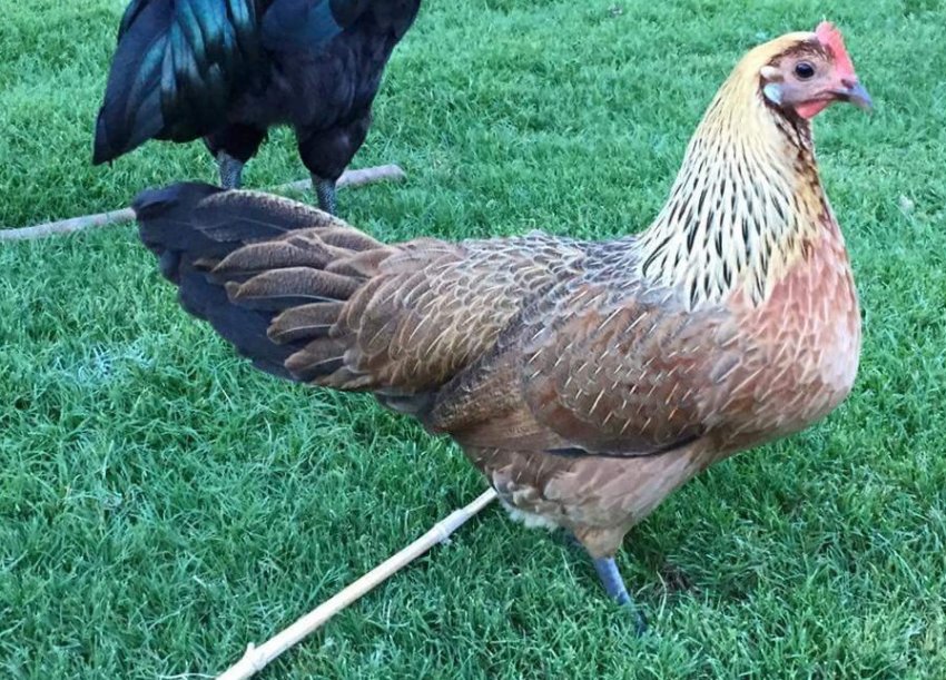 Курка породи Фенікс Курка породи Фенікс