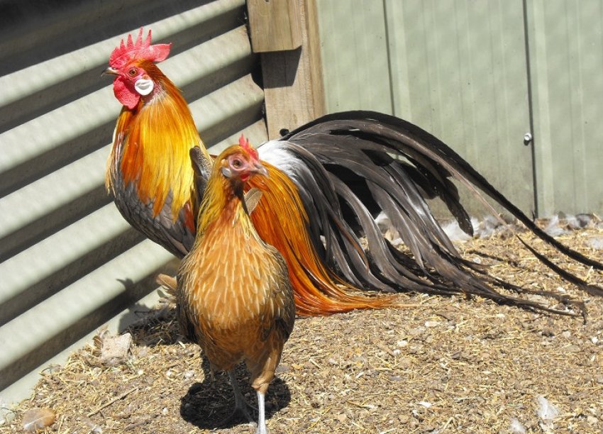 Кури породи Фенікс Кури породи Фенікс