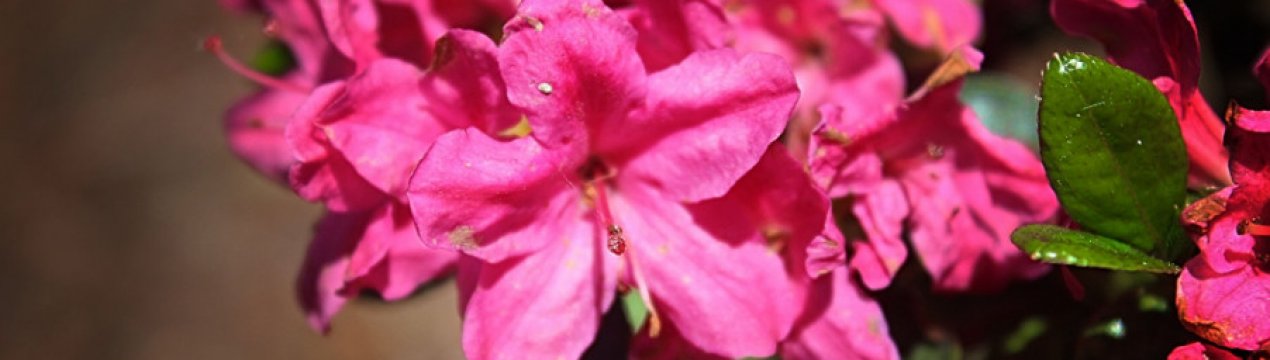 Азалія японська: особливості догляду в домашніх умовах