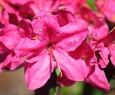 Азалія японська: особливості догляду в домашніх умовах