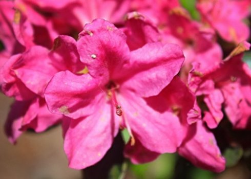 Азалія японська: особливості догляду в домашніх умовах