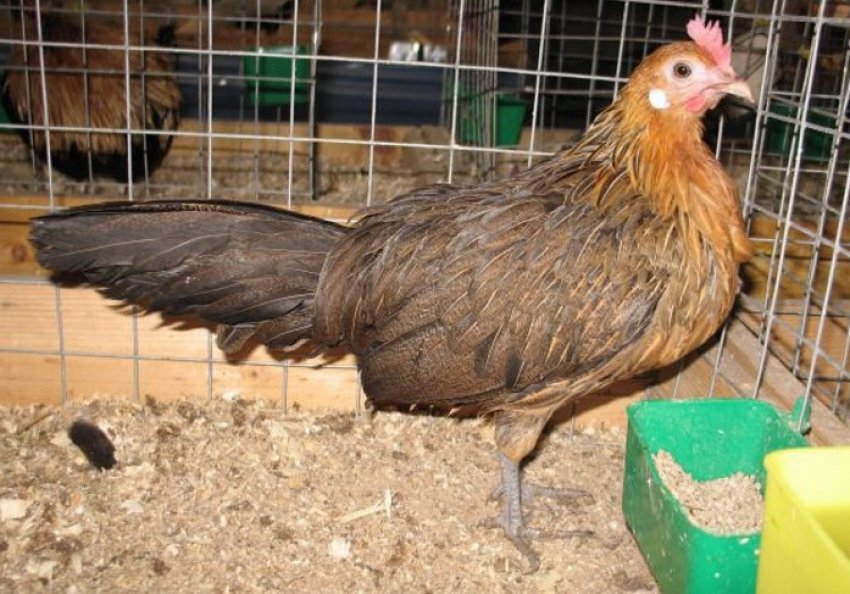 Раціон дорослих курей Раціон дорослих курей