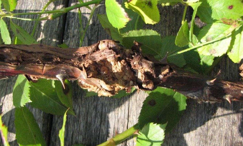 Бактеріальний рак винограду Бактеріальний рак винограду