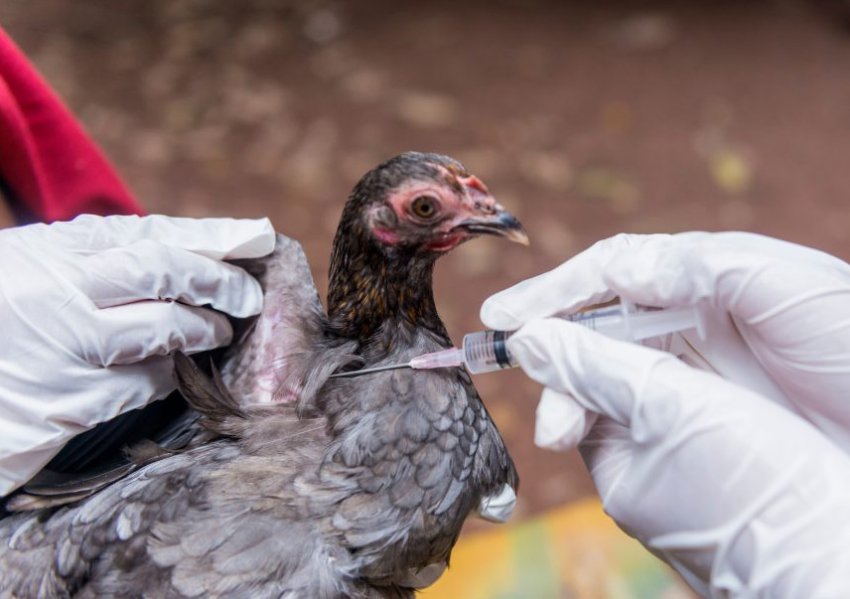 Вакцинація молодняку Вакцинація молодняку