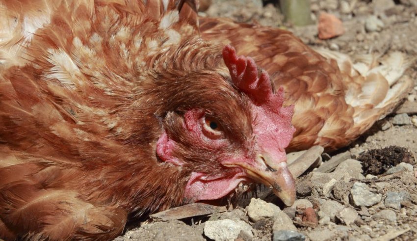 Курячий тиф Курячий тиф