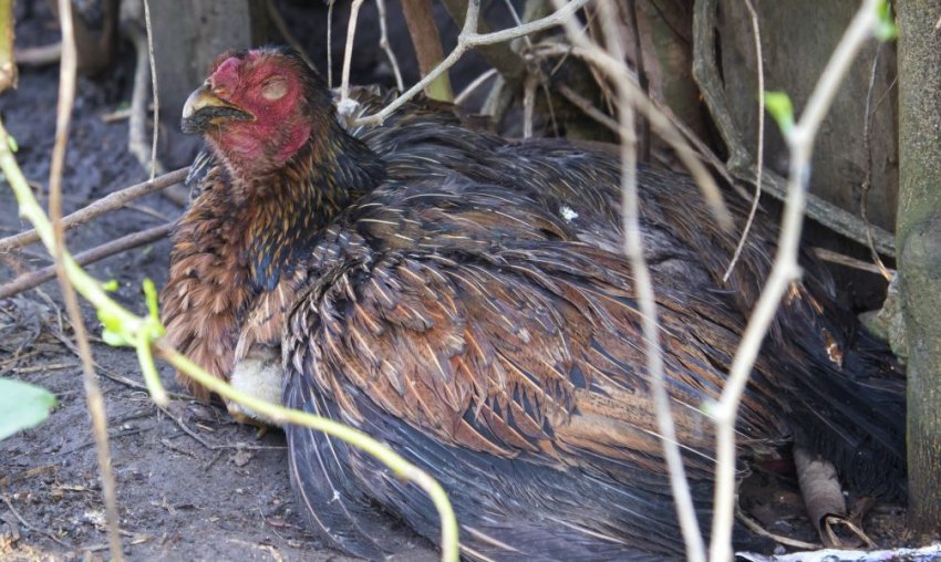 Пастерельоз курей Пастерельоз курей