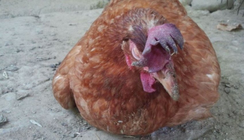 Сальмонельоз Сальмонельоз