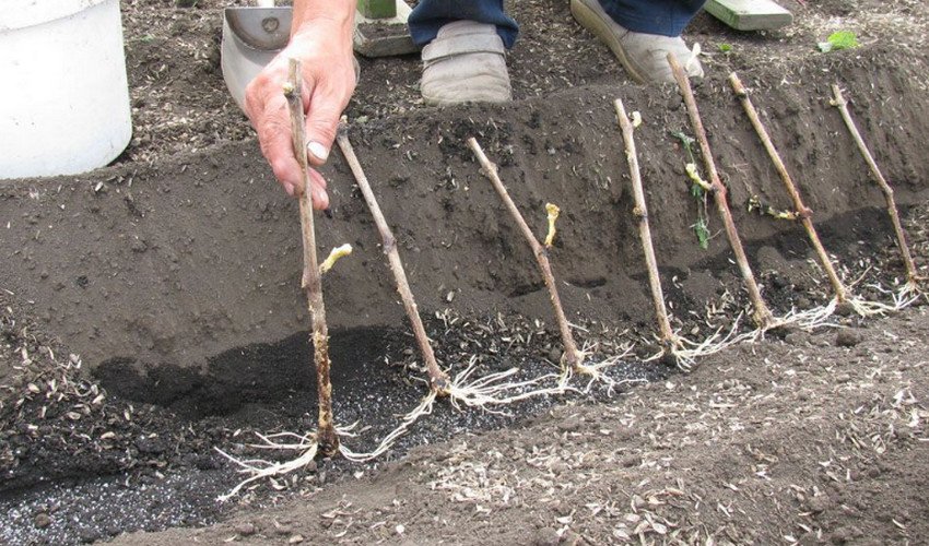 Посадка винограду Посадка винограду