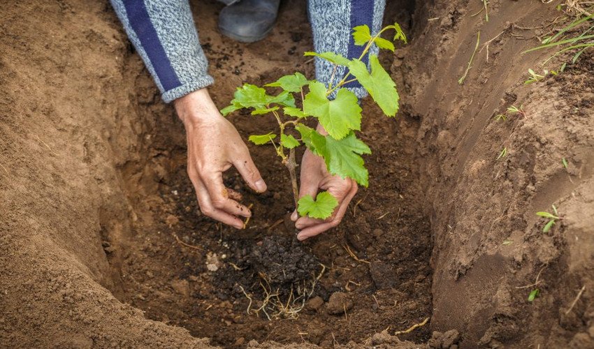 Посадка винограду Посадка винограду